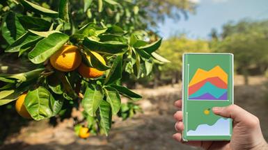 Hệ thống theo dõi và dự đoán năng suất trái cây được hỗ trợ bởi AI để quản lý thu hoạch tối ưu trong nông nghiệp